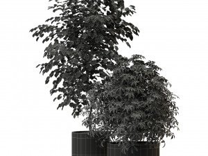 Plants collection 297 Modelo 3D