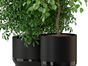 Plants collection 297 Modelo 3D