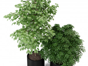 Plants collection 297 Modelo 3D
