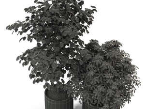 Plants collection 297 Modelo 3D