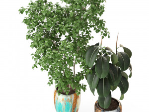 Plants collection 299 3D 모델
