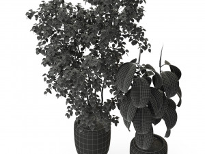 Plants collection 299 3D 모델