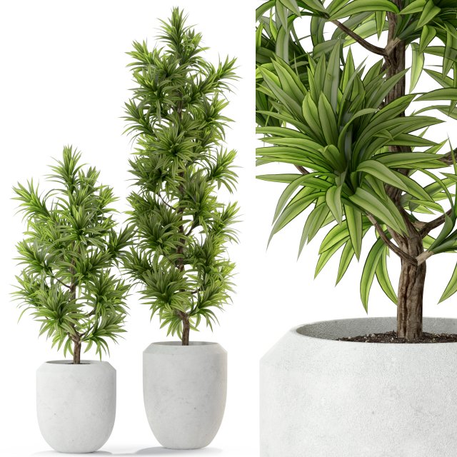 Plants collection 302 3D Model .c4d .max .obj .3ds .fbx .stl .blend 