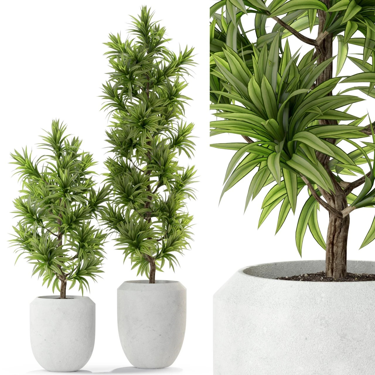 Plants collection 302 3D Model .c4d .max .obj .3ds .fbx .stl .blend