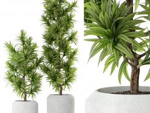 Plants collection 302 3D Model