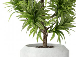 Plants collection 302 3D Model