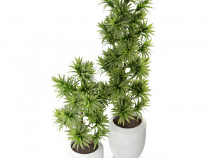 Plants collection 302 3D Model