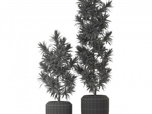 Plants collection 302 3D Model