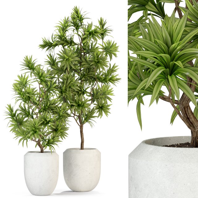 Plants collection 303 3D Модель .c4d .max .obj .3ds .fbx .stl .blend 