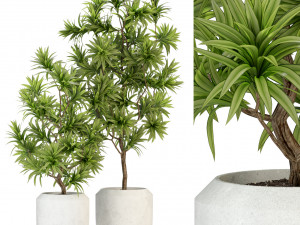Plants collection 303 3D Model