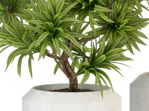 Plants collection 303 3D Model