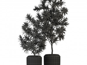 Plants collection 303 3D Модель