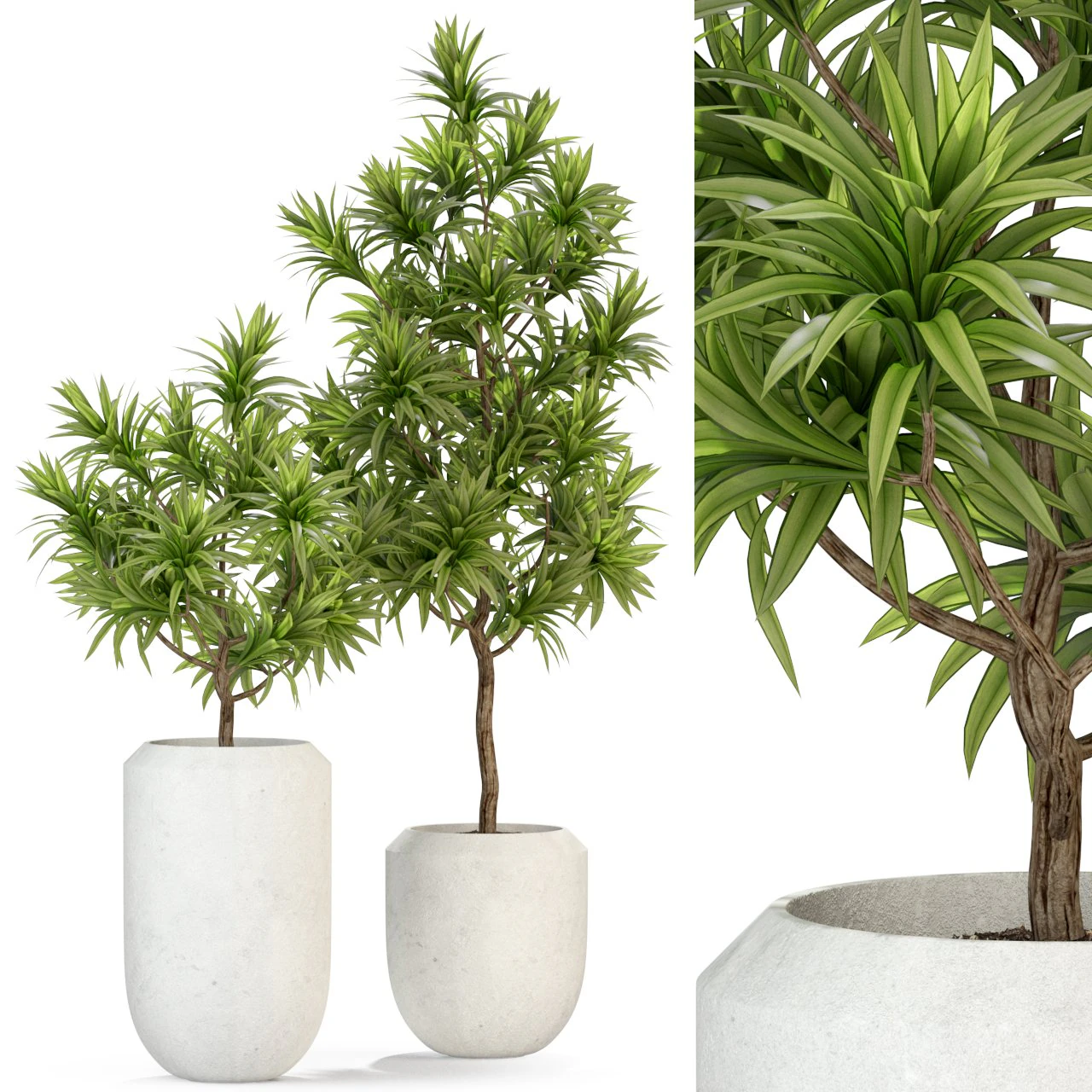 Plants collection 304 3D Model .c4d .max .obj .3ds .fbx .stl .blend