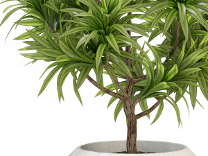 Plants collection 304 3D Model