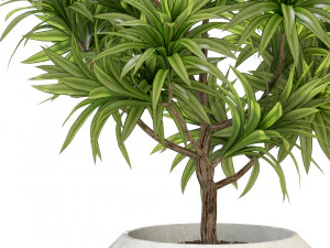 Plants collection 304 3D Model