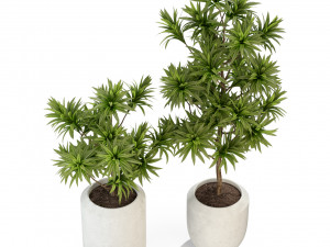 Plants collection 304 3D Model