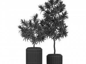 Plants collection 304 3D Model