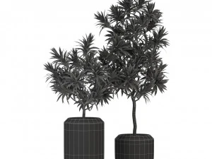 Plants collection 304 3D Model