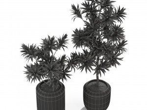 Plants collection 304 3D Model