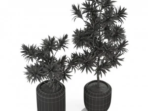 Plants collection 304 3D Model