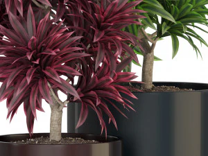 Plants collection 305 3D Model