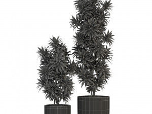 Plants collection 305 3D 模型