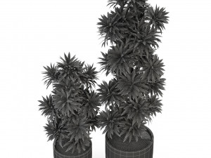 Plants collection 305 3D 模型