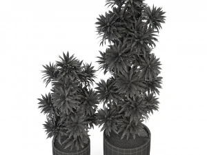 Plants collection 305 3D Model