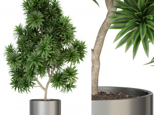 Plants collection 306 Modelo 3D