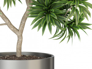 Plants collection 306 3Dモデル