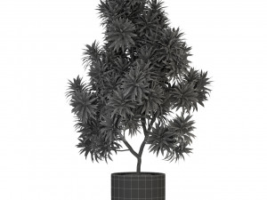 Plants collection 306 3Dモデル