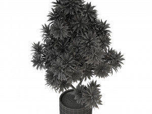 Plants collection 306 3Dモデル