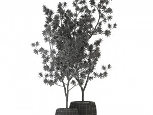 Plants collection 307 Modèle 3D