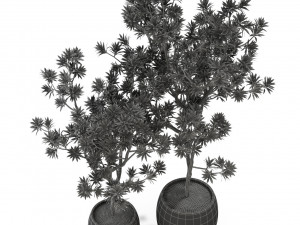 Plants collection 307 Modèle 3D