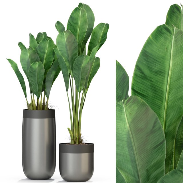 Plants collection 308 3D Модель .c4d .max .obj .3ds .fbx .stl .blend 