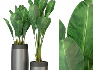 Коллекция растений 308 3D Модель