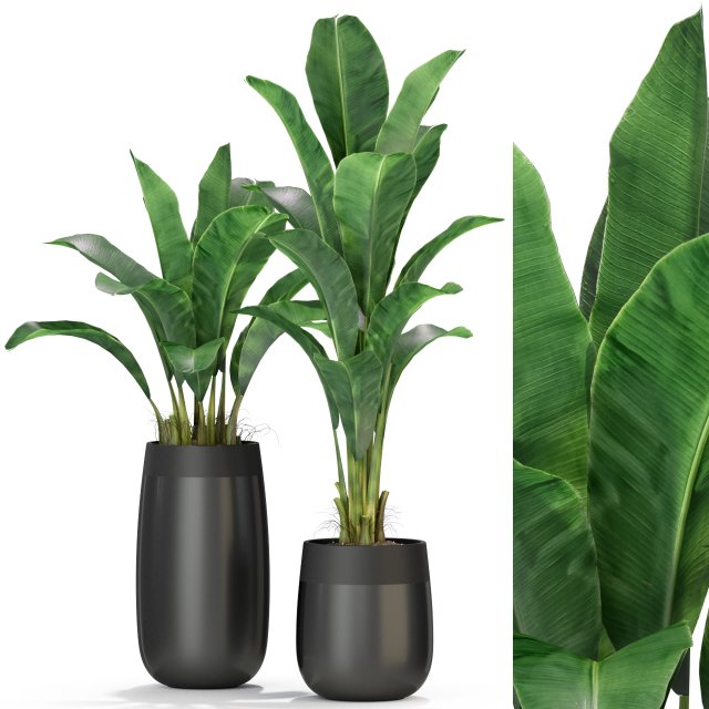 Plants collection 309 3D 模型 .c4d .max .obj .3ds .fbx .stl .blend 