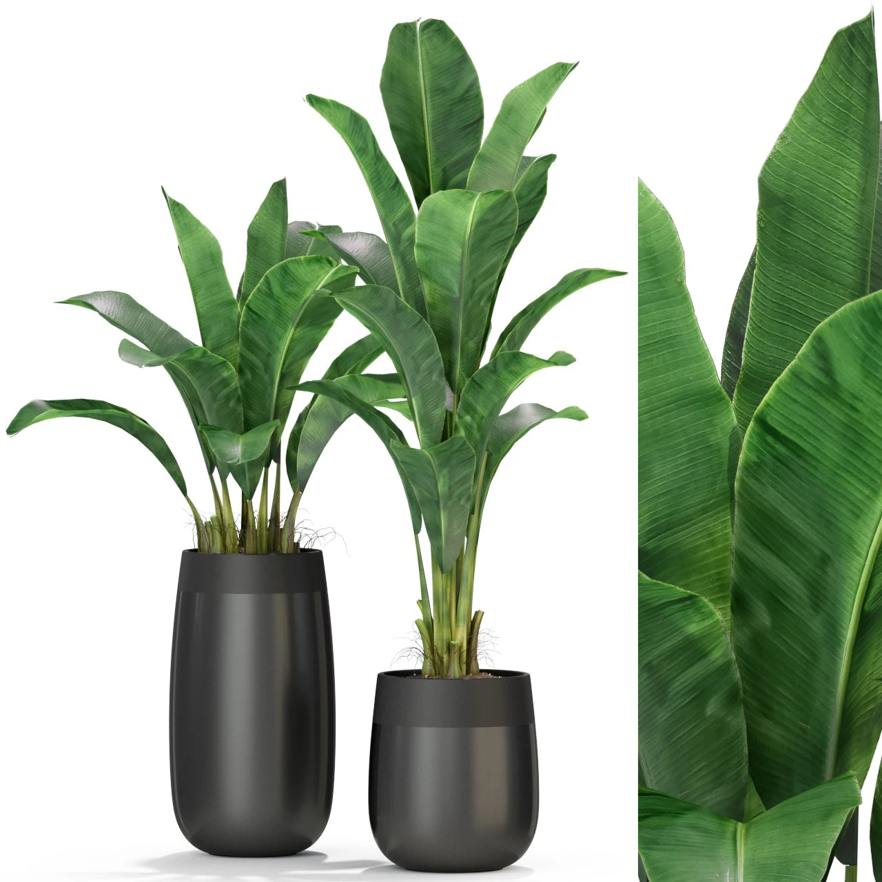 Plants collection 309 3D Model .c4d .max .obj .3ds .fbx .stl .blend