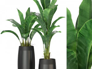 Коллекция растений 309 3D Модель