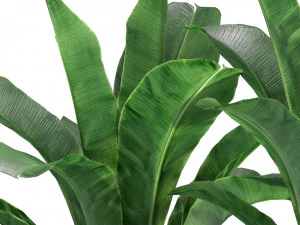 Plants collection 309 3D Model