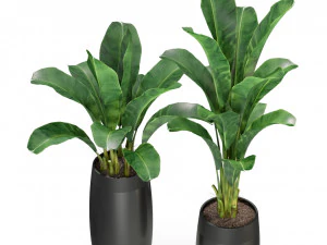 Plants collection 309 3D Model