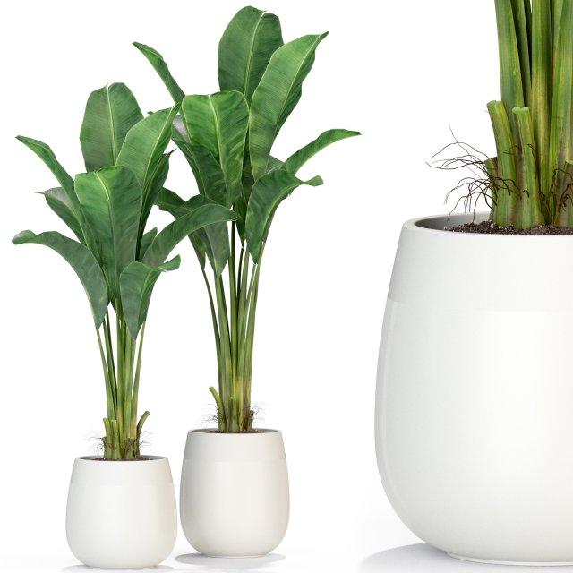 Plants collection 310 3D Модель .c4d .max .obj .3ds .fbx .stl .blend 