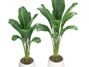 Plants collection 310 3D Model