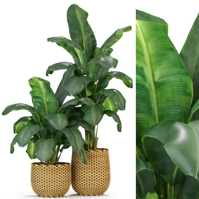 Plants collection 311 3Dモデル .c4d .max .obj .3ds .fbx .stl .blend 