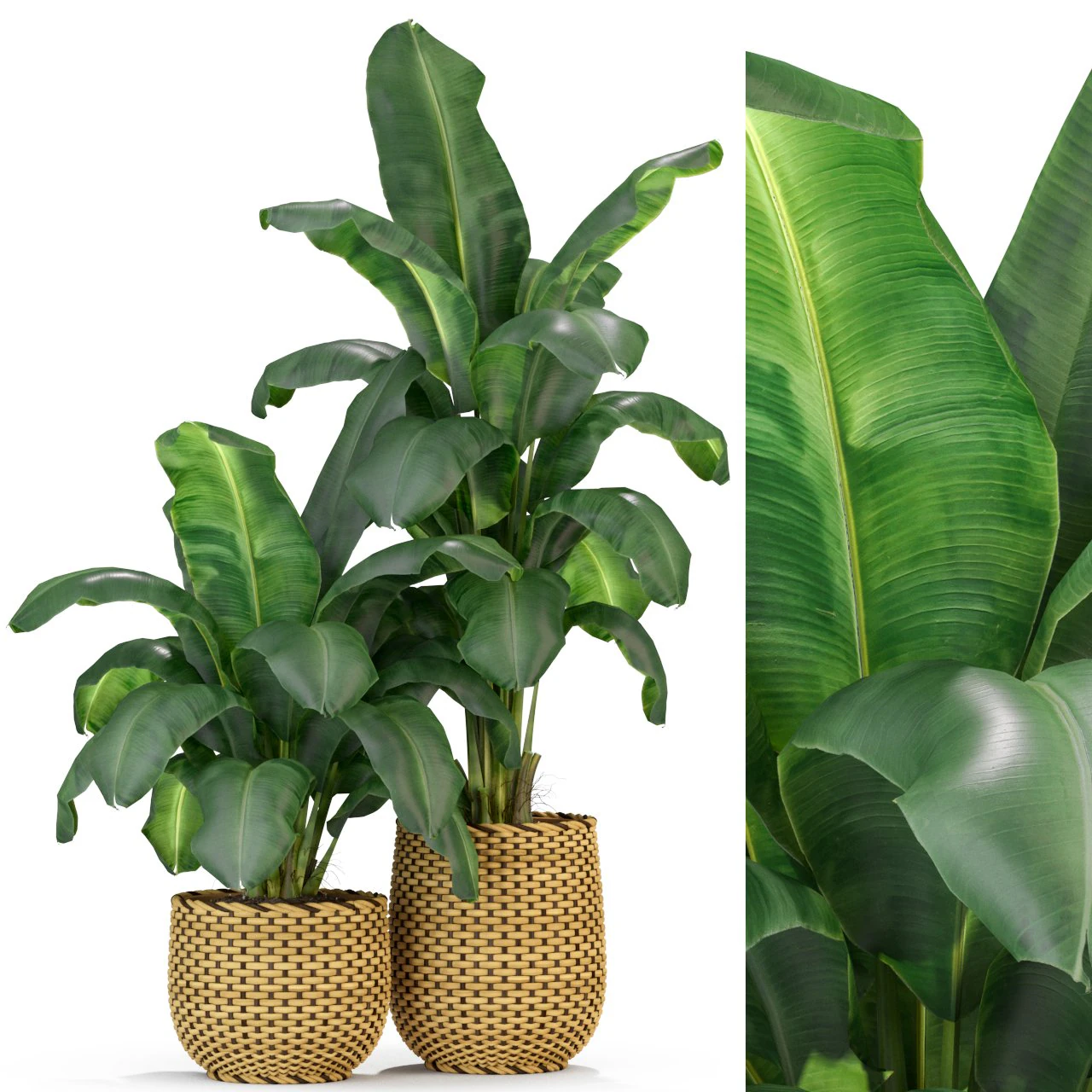 Plants collection 311 3D Model .c4d .max .obj .3ds .fbx .stl .blend 