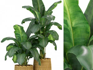 Коллекция растений 311 3D Модель