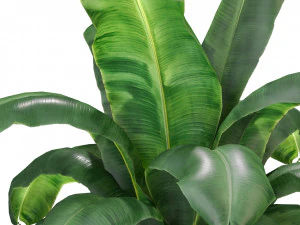 Plants collection 311 3D Model
