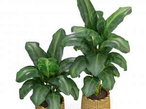 Plants collection 311 3Dモデル