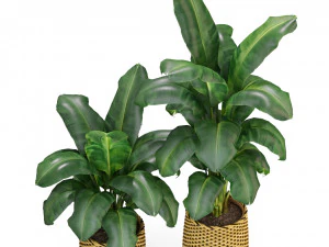 Plants collection 311 3D Model