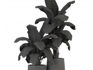 Plants collection 311 3Dモデル